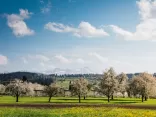 Wiese mit blühenden Obstbäumen, im Hintergrund erstreckt sich das Bergpanorama