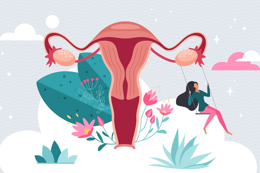 Uterus, Zyklus