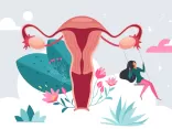 Uterus, Zyklus